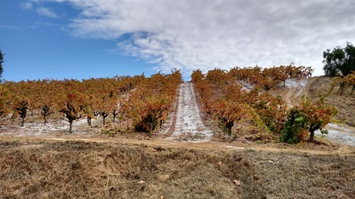 MC Zin Vineyard in Fall