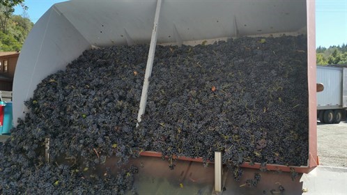 Bushnell Zinfandel Harvest