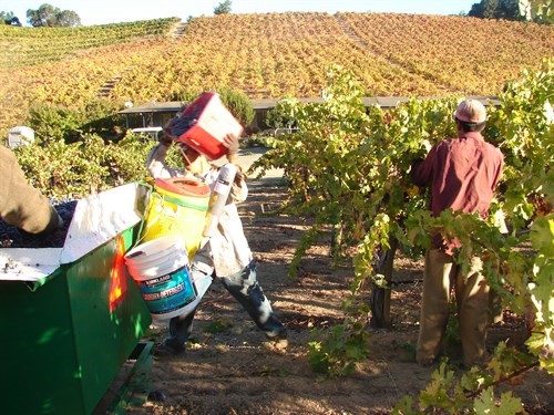 Cellar Master Cano 2006