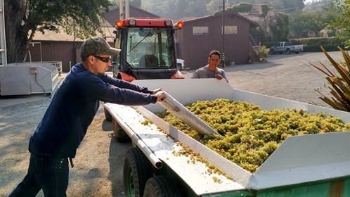 2015 Harvest taking samples