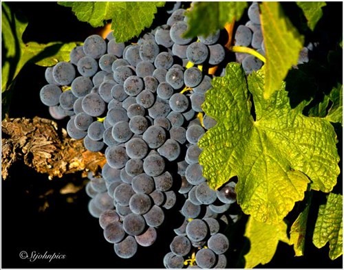 Merlot grape bunch
