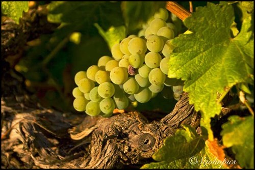 Sauvignon Blanc grape bunch
