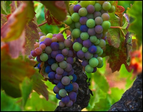 Veraison time