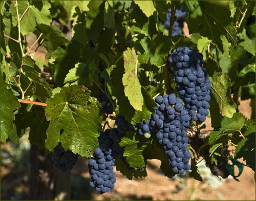 Petite Sirah grape bunch