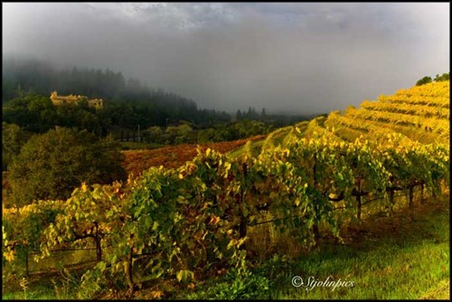 Sangiovese Vineyards