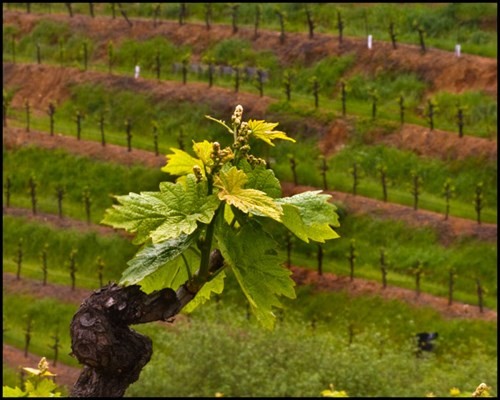 MC Zin single vine