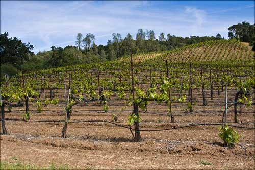 Home Ranch Vineyards