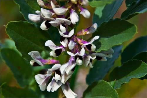 Bell Beans flowering