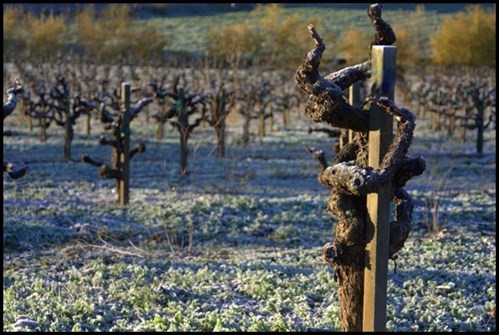 Frosty Vines