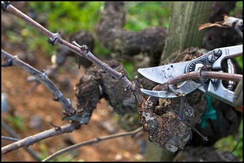 Pruning Vines