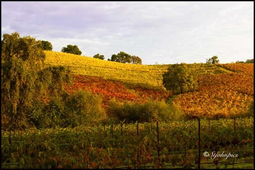 Petite Sirah and Sangiovese