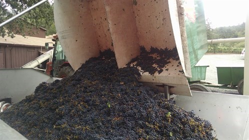 2014 Harvest Gondola