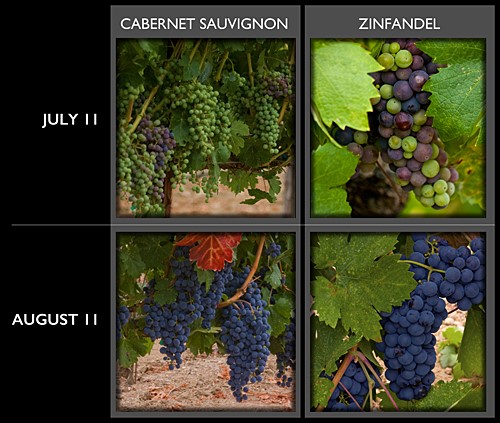 Veraison Comparison