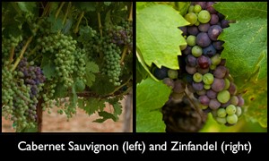 Veraison