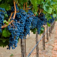 Varietal of the Year: Cabernet Sauvignon