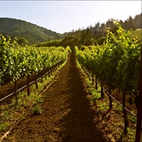 Varietal of the Year: King Cabernet Sauvignon