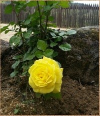 Yellow Rose