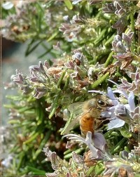 Bee in Rosemary