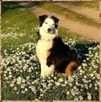 Jasper in the Daisies