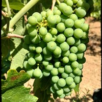 Follow the Vineyard: Crop Set