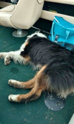 Jasper the dog sleeping