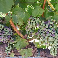 Follow the Vineyard: Veraison