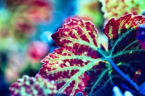 Fall Leaf