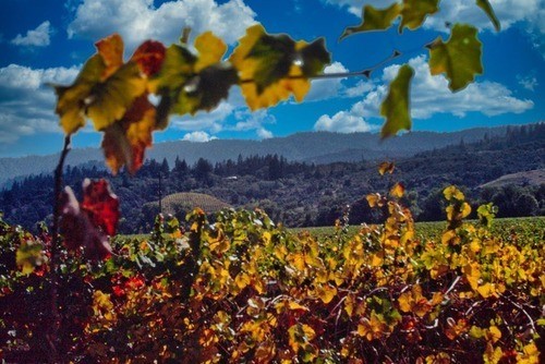 East Side Vineyards shot