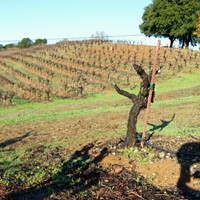 Follow the Vineyard: January