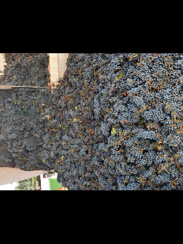 Cabernet Sauvignon 2021 Block 07