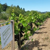 Blooming Vines