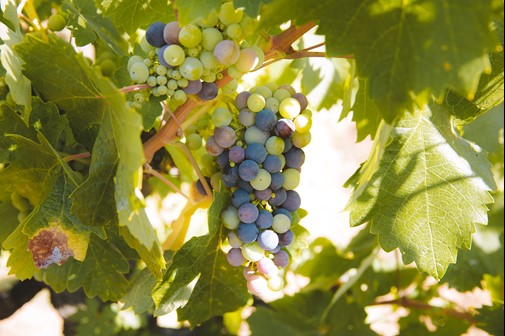 Mother Clone Zin Veraison