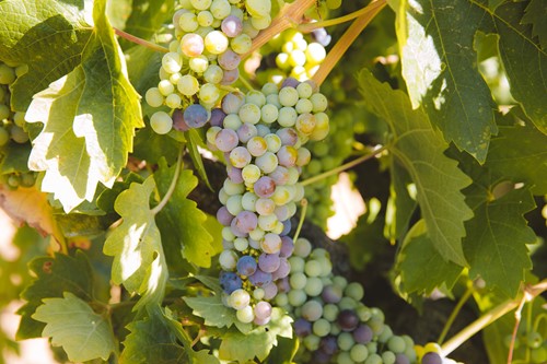 Dry Creek Valley Zinfandel Veraison