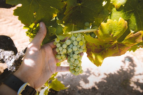 Green Grapes - 1 Large Bunch - Walnut Creek Farm