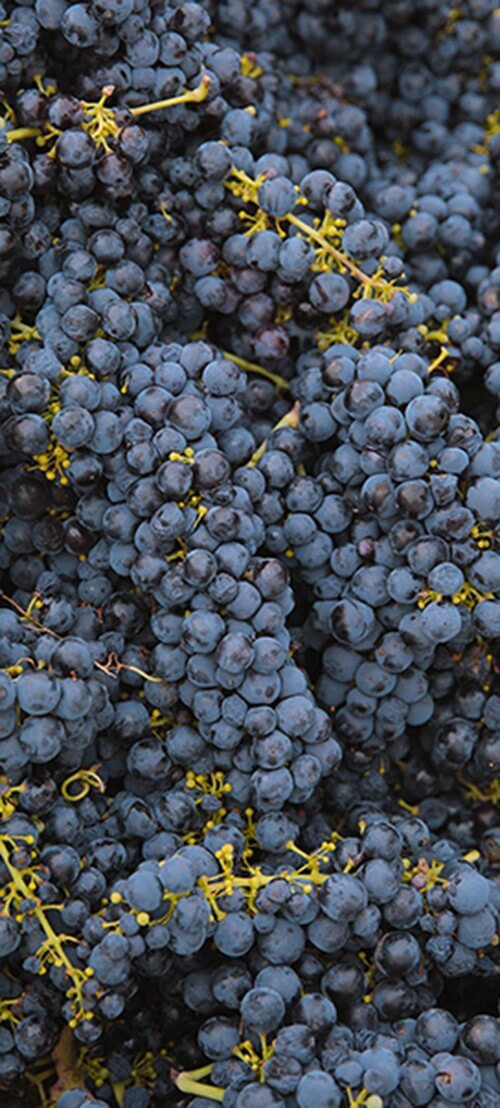 0y1a5965-web.jpg