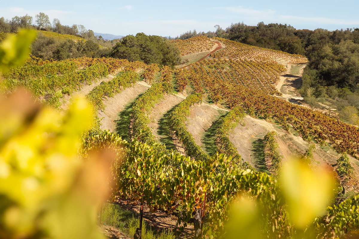 Uncover the rich history of Dry Creek Valley wines at Pedroncelli Winery,  Sonoma County